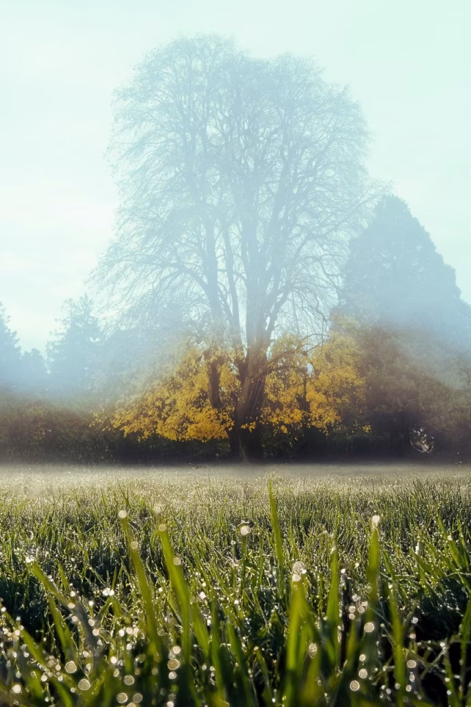 Afbeelding zonder ALT